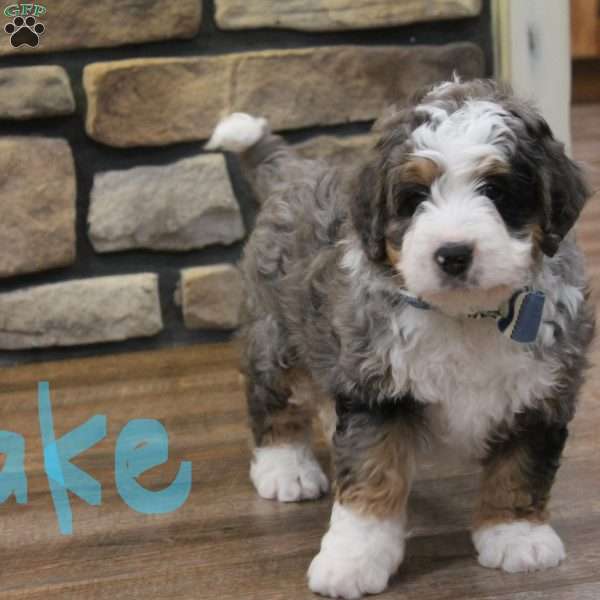 Jake, Mini Bernedoodle Puppy